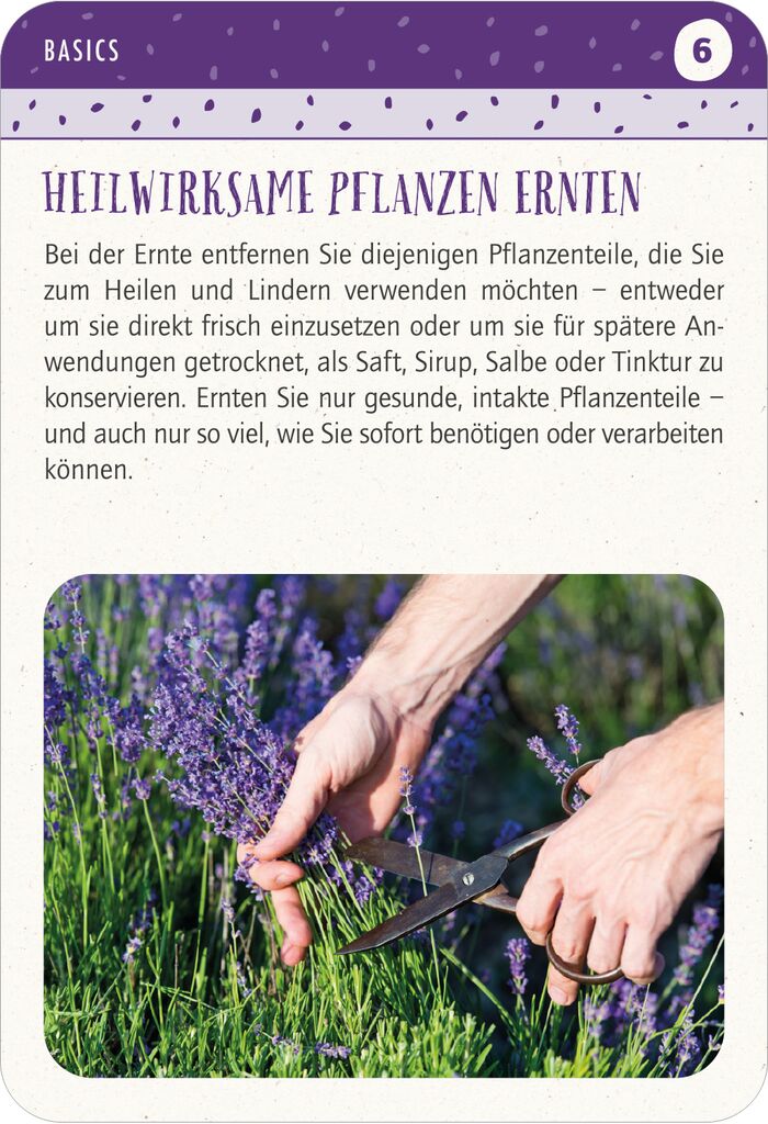 Blatt & Blüte Heilsame Pflanzen Kartenset