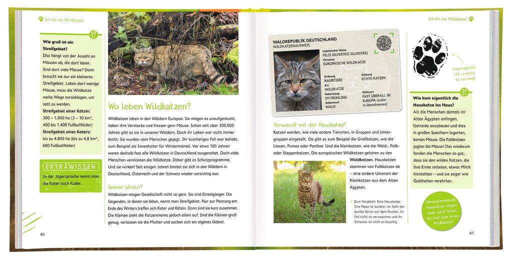 WILD! Die Wildkatze WILD! Die Wildkatze