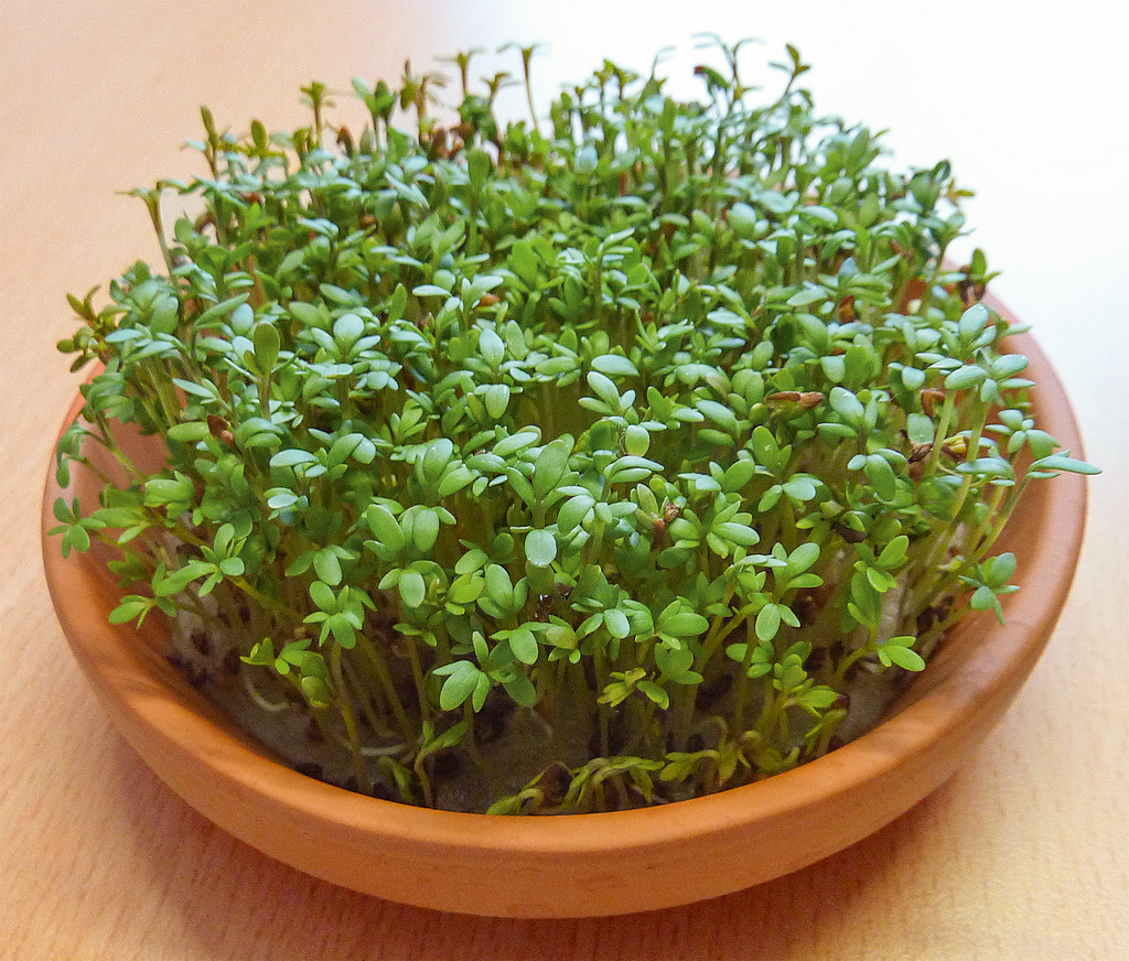 Krabbelkäfer Mein kleiner Kressegarten Krabbelkäfer Mein kleiner Kressegarten