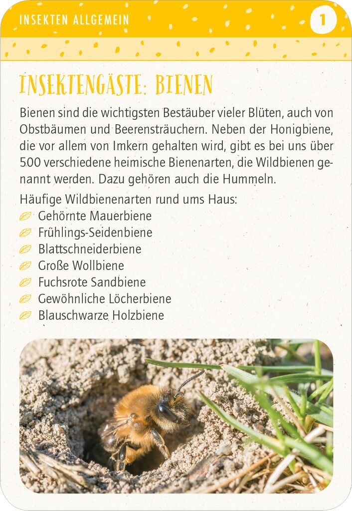 Blatt & Blüte Insektenglück Kartenset