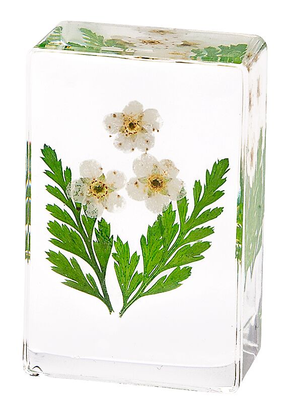 Blatt & Blüte Forever Flowers - gepresste Blüten weiß