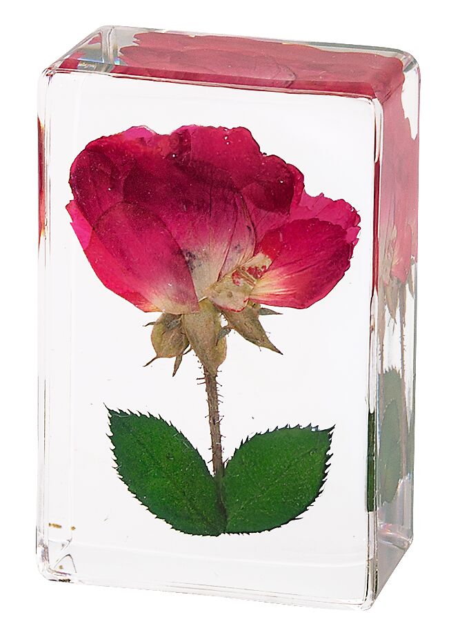 Blatt & Blüte Forever Flowers - gepresste Blüten pink