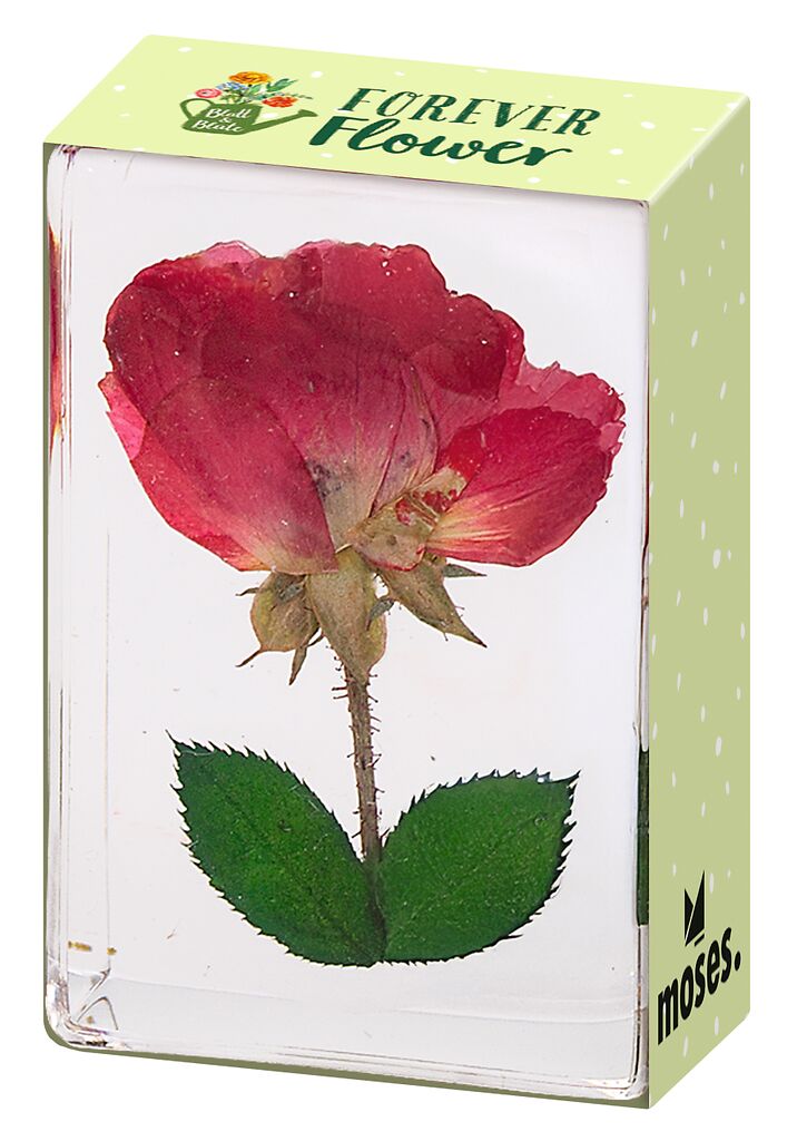 Blatt & Blüte Forever Flowers - gepresste Blüten pink | Pink