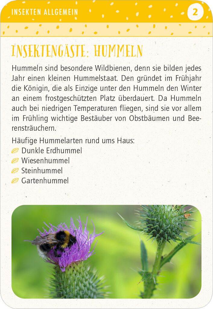 Blatt & Blüte Insektenglück Kartenset