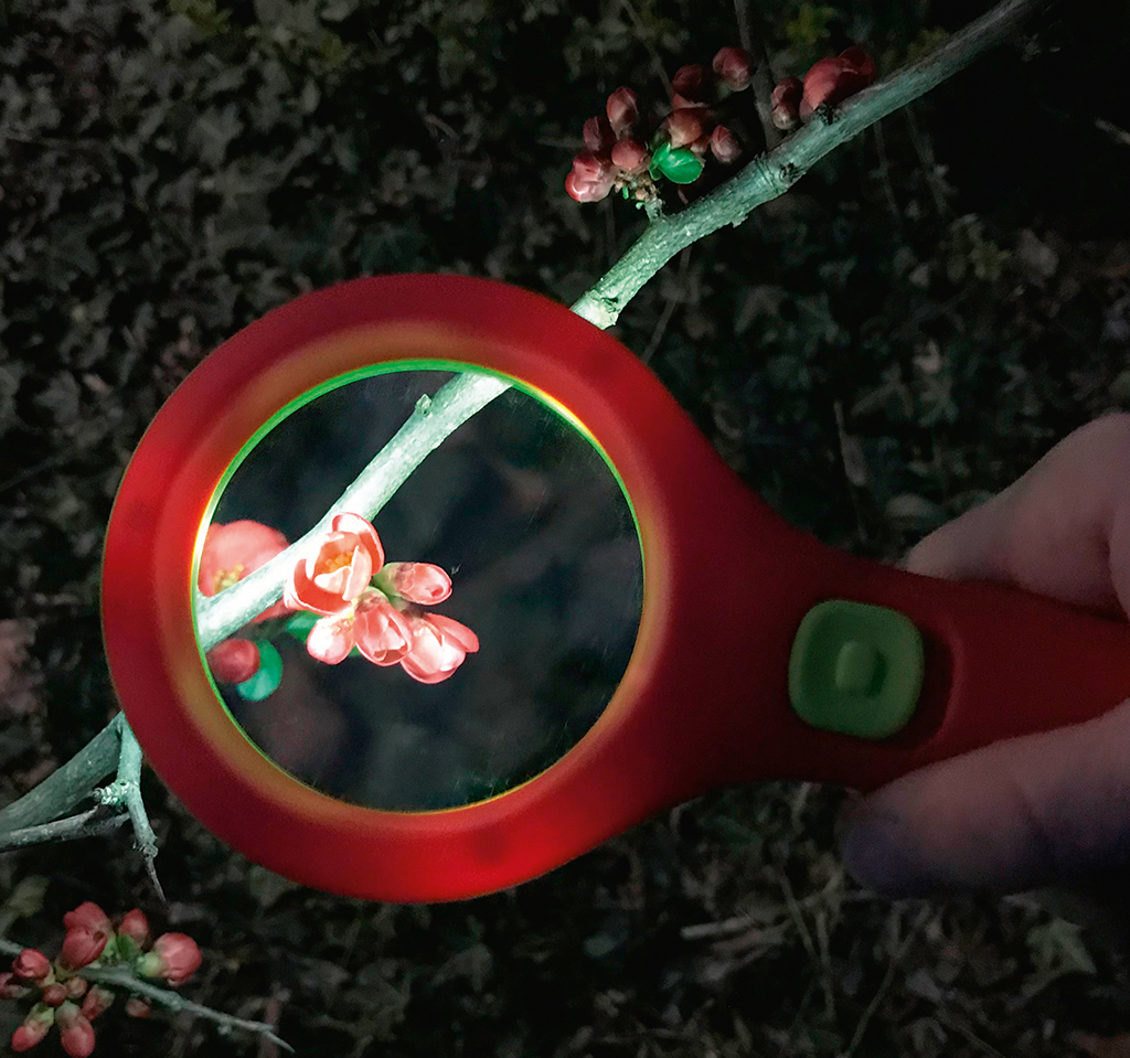 Krabbelkäfer Lichtlupe Krabbelkäfer Lichtlupe