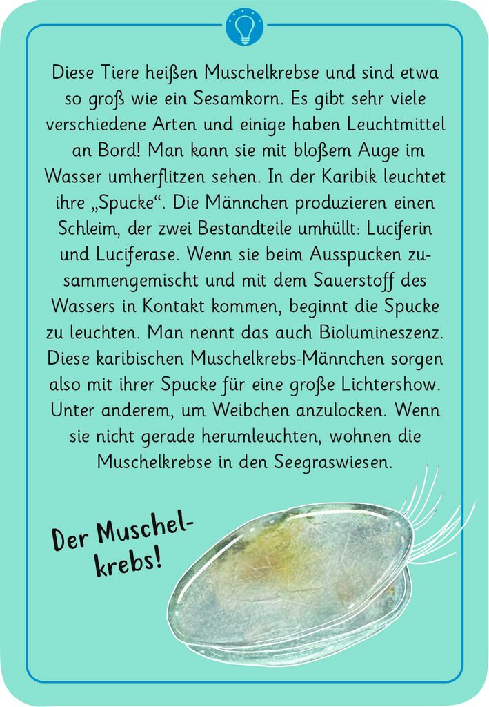 Illustration eines kleinen Muschelkrebses mit erläuterndem Text auf türkisfarbenem Hintergrund, Marke: moses. Verlag.