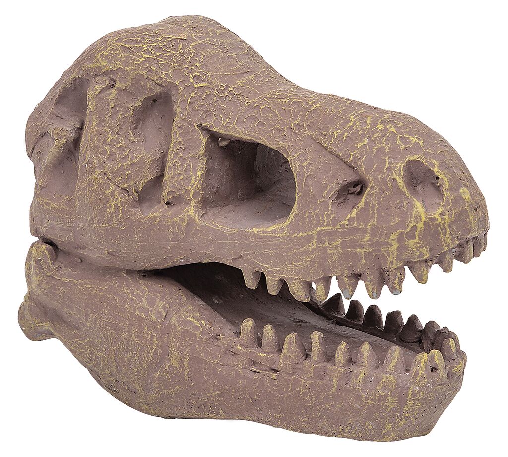 Dino Ausgrabungsset T-Rex